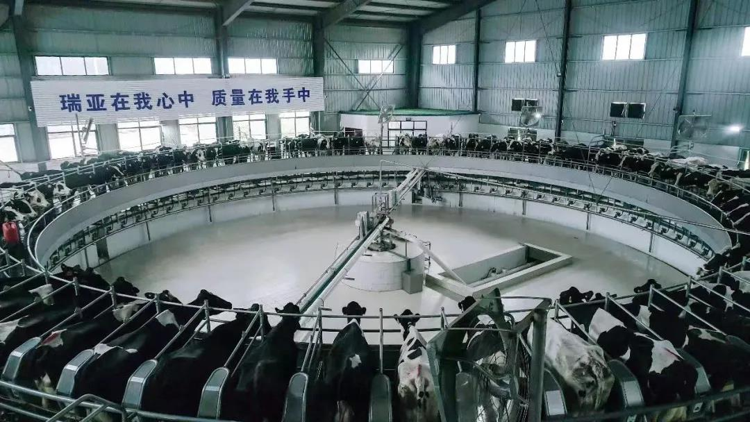 B体育在线平台（中国）官网丨国家奶牛产业技术体系首席科学家、中国农业大学教授李胜利一行莅临B体育在线平台（中国）官网鲁山瑞亚参观调研