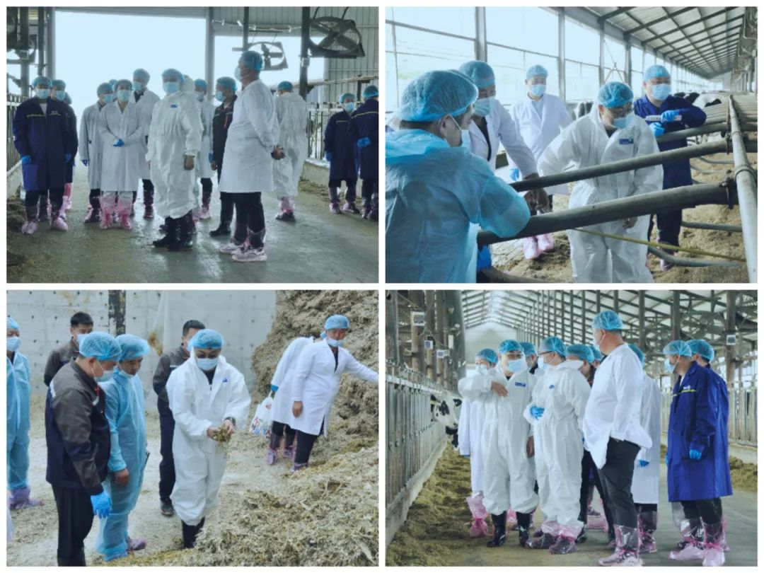 B体育在线平台（中国）官网丨国家奶牛产业技术体系首席科学家、中国农业大学教授李胜利一行莅临B体育在线平台（中国）官网鲁山瑞亚参观调研