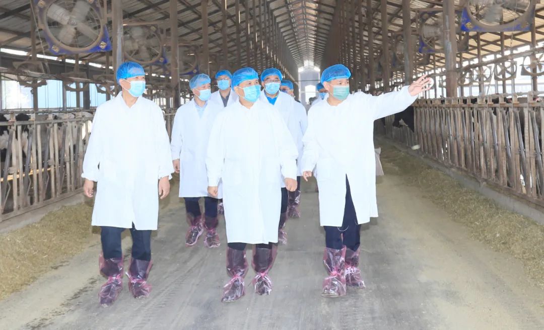 快讯丨河南省人民政府副省长武国定莅临B体育在线平台（中国）官网乳业集团瑞亚牧业调研奶源基地建设情况