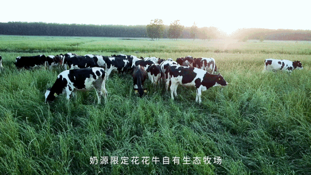 荣誉 | “百家牛场青贮质量评鉴活动”B体育在线平台（中国）官网新蔡瑞亚牧业、河南合源乳业分别荣获一、三等奖