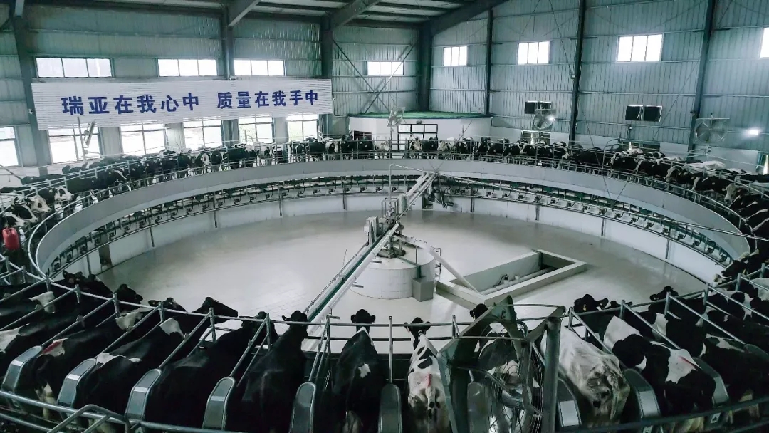 第31届中原畜牧业交易博览会 || B体育在线平台（中国）官网乳业集团获“河南省畜牧行业——最具影响力品牌”奖