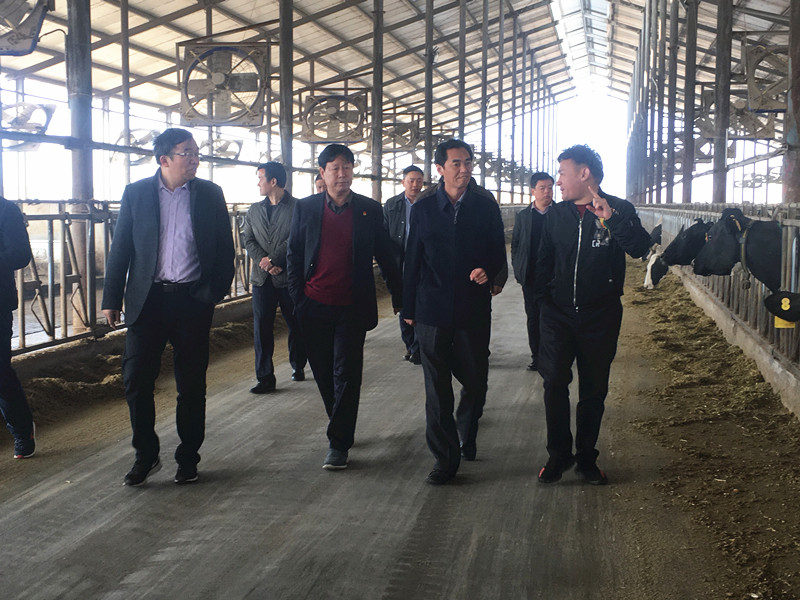 封丘县县长王献臣一行莅临 B体育在线平台（中国）官网集团养殖、乳品事业部参观调研