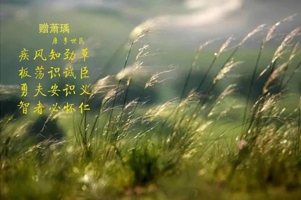 B体育在线平台（中国）官网 | 疾风来临，你是不是劲草？